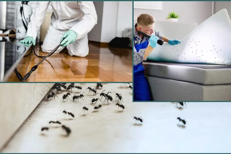 Ant Control - Your Business Name